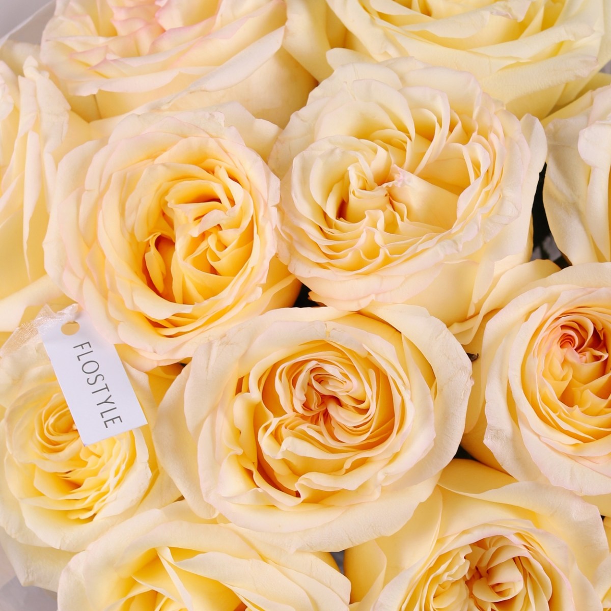 yarkaya roza 15 sht 7